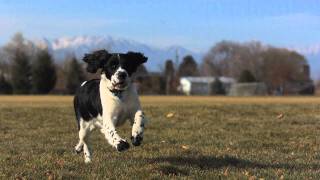 Dogs running in slow motion [upl. by Tarryn632]