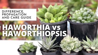 HAWORTHIA VS HAWORTHIOPSIS  Difference Propagation and Care Guide  EASY SUCCULENT to GROW [upl. by Adiene273]