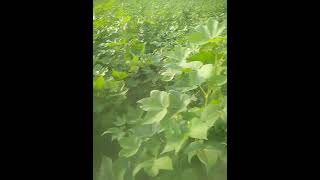 Cotton 2024 green forest farming [upl. by Anail666]