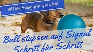 Hundetraining  Hund lernt einen Ball auf Signal zu stupsen  Schritt für Schritt Anleitung [upl. by Yahsal168]