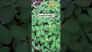 Begini Arachis Pintoi Tanaman Penyubur Tanah teknologipertanian berkebun [upl. by Ulu]