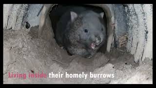 Wombats of Bundanoon Official Video [upl. by Amasa302]