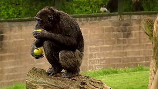 Chimp Learns to Trade  Extraordinary Animals  BBC Earth [upl. by Airod]