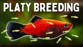 EASIEST WAYS TO BREED PLATIES 100s of Fry [upl. by Calv]