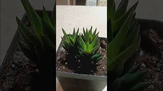 haworthia houseplant care tutorial plants gardening garden plant houseplants succulent [upl. by Ahel]