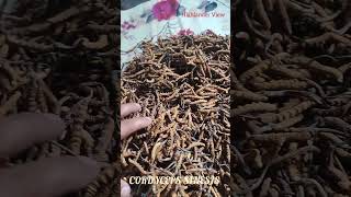 Cordyceps Sinensis Worlds Expensive Mushroom [upl. by Anuahs176]