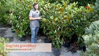 Magnolia grandiflora of beverboom  informatie [upl. by Whang]