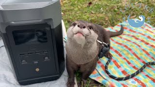 Otter Spends Comfortable Tea Time Outside [upl. by Eldoria]