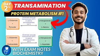 amino acid metabolism  transamination biochemistry metabolism  protein metabolism biochemistry [upl. by Shannon656]