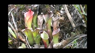 A bunch of Heliamphora amp more Chimanta Tepui and LosTestigos With Stewart McPherson [upl. by Ikilisav]