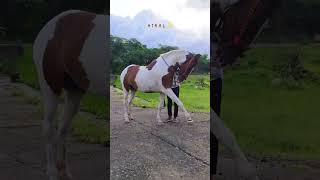 Hiral The Horse Riding Adventure That Changed Everything [upl. by Akoyn]