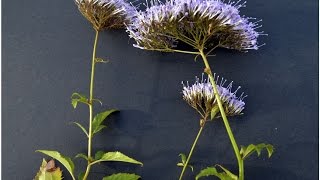 FLOR DE LA VIUDA O ALFILERES Trachelium caeruleum PLANTAS ORNAMENTALES [upl. by Eixirt]