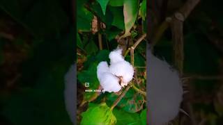 Cottonwood tree viralvideo nature farming 💮💮💮💮 LIKE AND SUBSCRIBE AND COMMENTS farmphotography [upl. by Brotherson767]