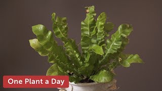 Asplenium nidus Houseplant Care — 171 of 365 [upl. by Shina]