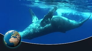 The fascinating world of the humpback whales [upl. by Rochemont]