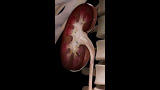 How the Urinary System Functions  Complete Anatomy [upl. by Namara]