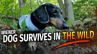 Wiener Dogs Wilderness Survival Show  with Oakley Dokily the Dachshund [upl. by Clarabelle876]