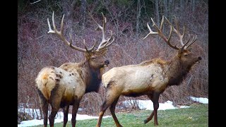 Pennsylvania Elk Expo 2022 [upl. by Deys]