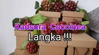 Kadsura Cocinea masih langka di Indonesia [upl. by Bork]