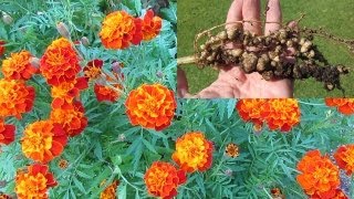 Treating Root knot nematode control using French marigolds amp mustard greens [upl. by Acinemod211]