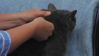 Giving an Injection to a Cat [upl. by Ramos]