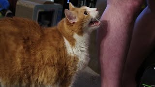 Cat Demands Dad To Watch Him Eat [upl. by Keslie]