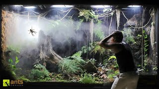 How a Huntsman Spider Returned From the Dead in My Giant Rainforest Vivarium [upl. by Irim982]