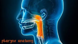 pharynx anatomy  nutrition [upl. by Brenza]