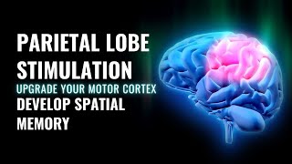 Parietal Lobe  Sensory Integration  Upgrade Your Motor Cortex  Develop Spatial Memory  Brainwave [upl. by Thia]