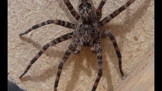 GIANT Wolf Spider [upl. by Nomyar58]