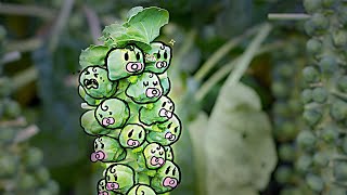 What happened to Brussels sprouts [upl. by Farhi]