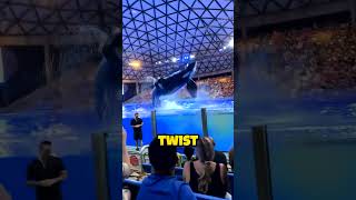 Whale Surprises Crowd With Its Special Trick shorts [upl. by Oicnevuj73]