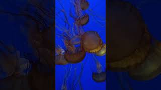 Jellyfish at Monterey Aquarium [upl. by Afatsom991]