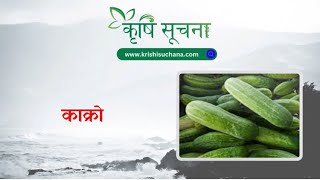 आजको माछाफलफूल तथा तरकारीको मूल्य हेर्नुहोस्  Kalimati Vegetable and Fruits Rate Today kalimati [upl. by Norbert392]