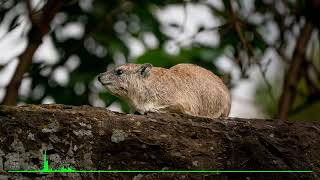 Hyrax [upl. by Ysac]