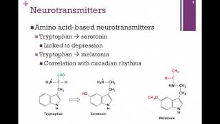 138Synthesis of Neurotransmitters [upl. by Skerl]