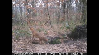 colocation du terrier  renard blaireau et chat forestier [upl. by Angus663]