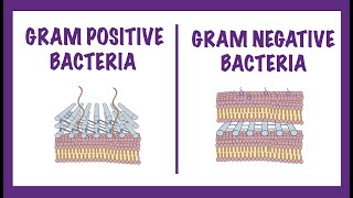 Gram Negative vs Gram Positive Bacteria  Gram Staining Mechanism [upl. by Ahselef]