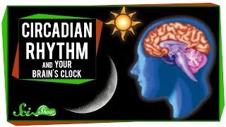 Circadian Rhythm and Your Brains Clock [upl. by Alliuqat]