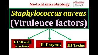 Virulence factors of Staphylococcus aureus “ Medical microbiology [upl. by Raclima]