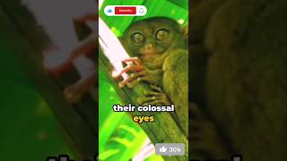 quotNatures Marvel Tarsiers 180° Head Turn and Giant Eyes Revealedquot [upl. by Leiva960]