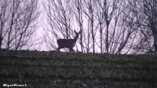 Chevreuil qui saute et court en Bretagne [upl. by Niwrud]