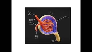 Renal Physiology overviewp [upl. by Enimasaj]