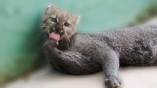 Beautiful rescued jaguarundi giving himself a bath [upl. by Ednutabab197]