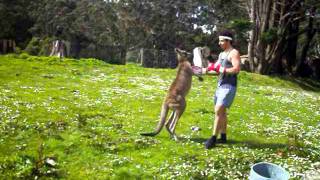 Man VS Kangaroo ROUND 2 [upl. by Jaime]