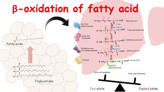 Beta oxidation of fatty acid  Fatty acid catabolism and its regulation [upl. by Aihseuqal]