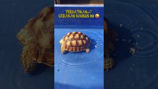 Funny and Cute Animals  Sulcata Tortoise [upl. by Ziwot]