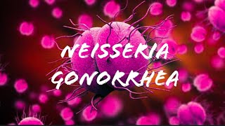 Neisseria gonorrhea [upl. by Tutt]