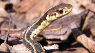 Couleuvre rayée Thamnophis sirtalis [upl. by Lrac]