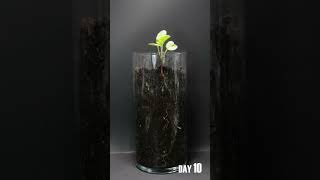 Radish Seed To Bulb Time Lapse  29 Days in 39 Seconds [upl. by Pepin87]